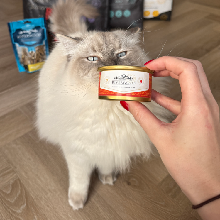 Nassfutter für Katzen mit Fisch | Thunfisch mit Shirasu | 85 Gramm | Kaviar für Katzen