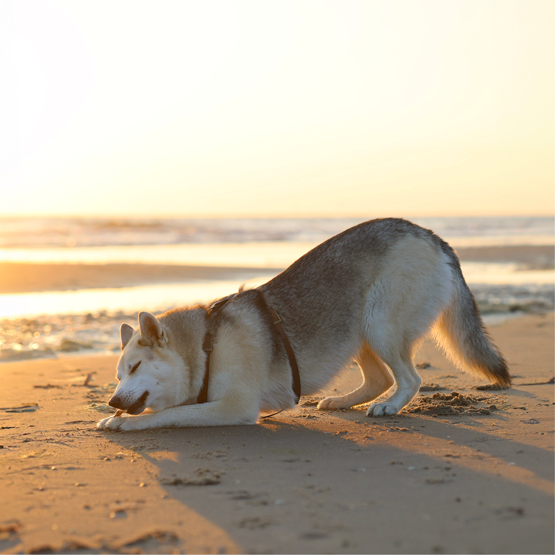 Chew snacks with fish | dried dog snacks | Roach | 150 grams