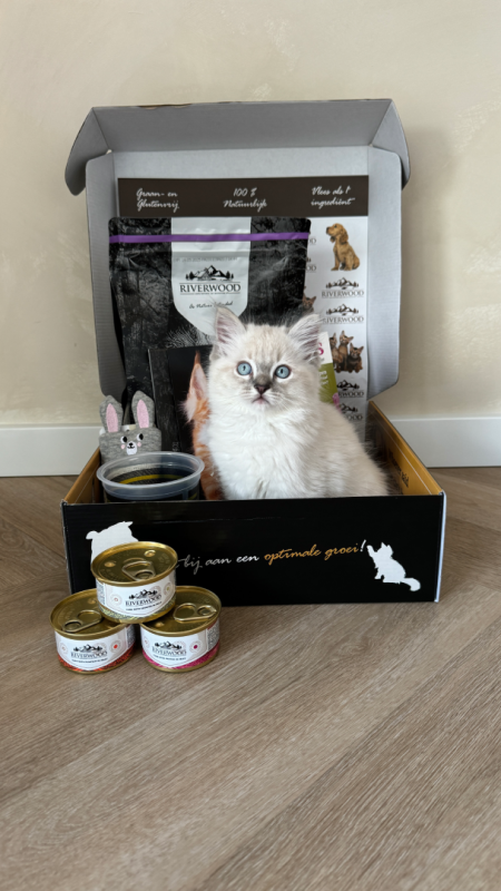 Kitten Starter Package from Riverwood