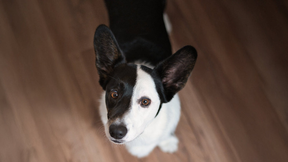 Ademhaling-pols-en-temperatuur-bij-honden