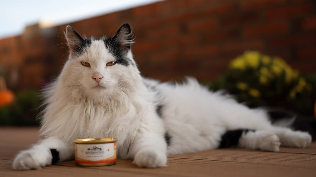 Anaalklieren-bij-katten-en honden
