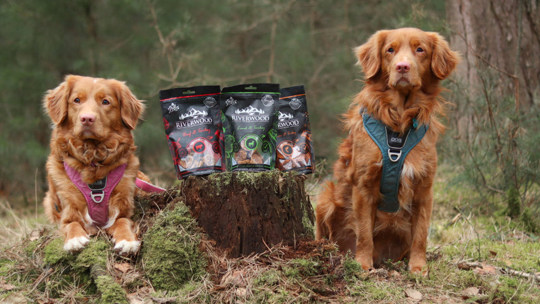 Artrose-en-gewrichtsontstekingen-bij-honden