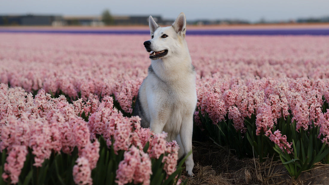 Blaasontsteking-bij-honden-1