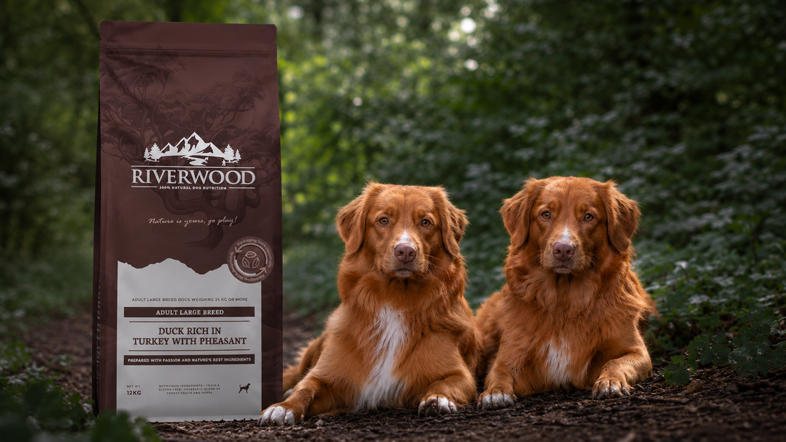 Chondroitine-en-glucosamine-voor-honden2