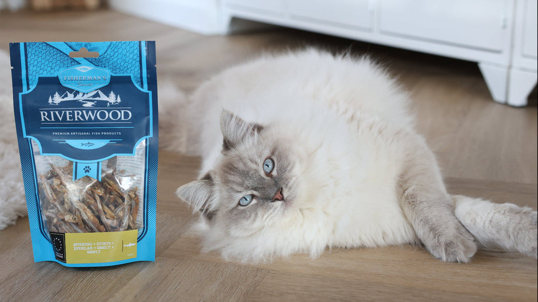 Creatine-voor-katten-en-honden