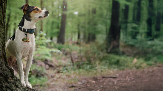 Een-voedselallergie-bij-honden-1