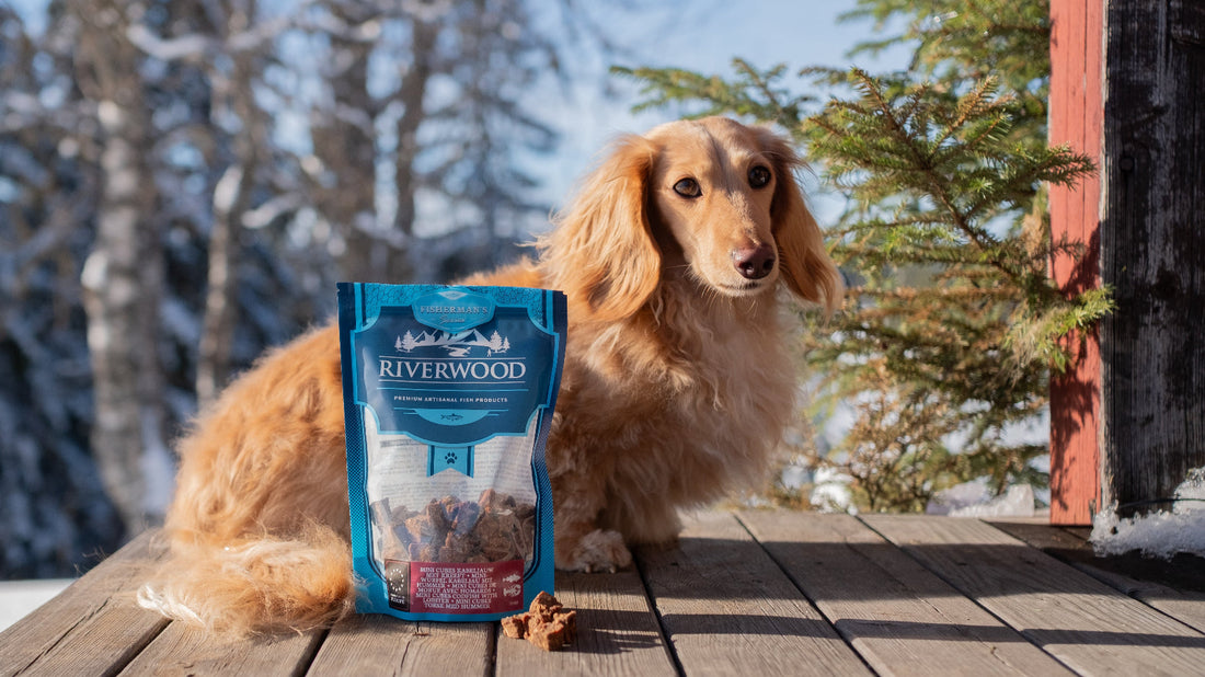 Een-voorhuidontstekig-bij-honden