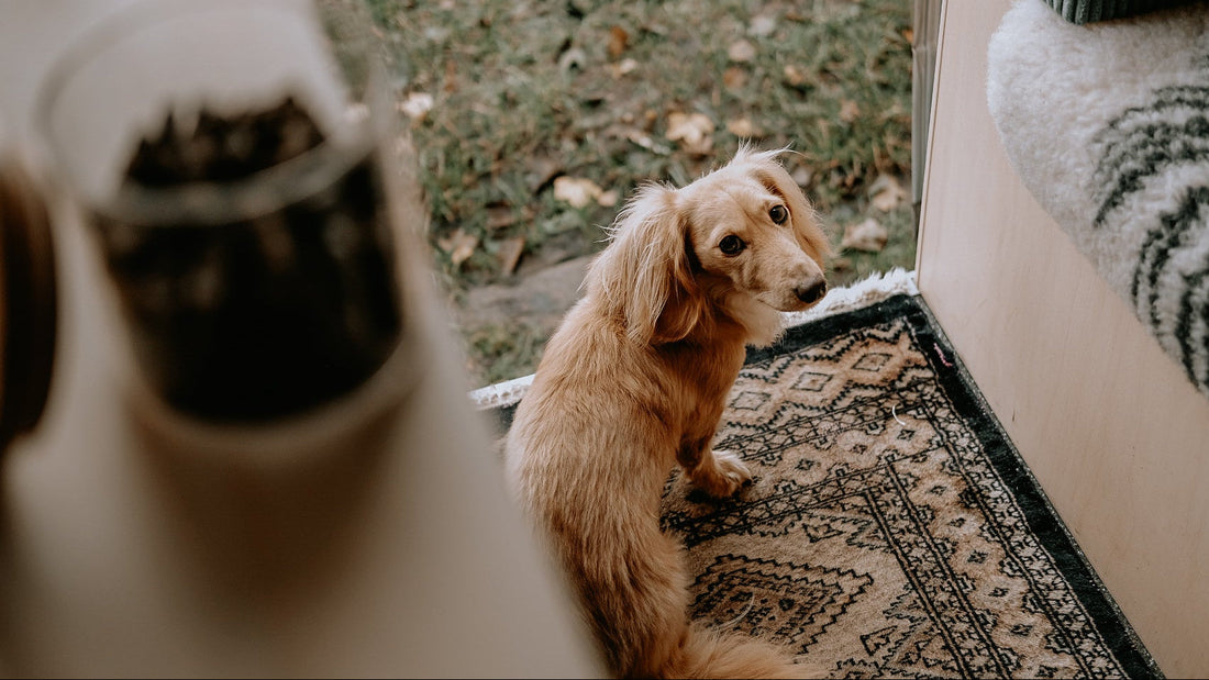 Enzymen-voor-honden-en-katten
