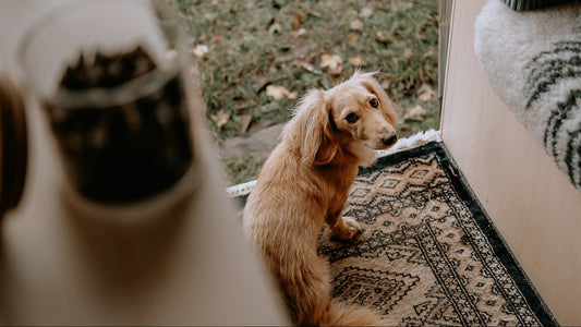Enzymen-voor-honden-en-katten