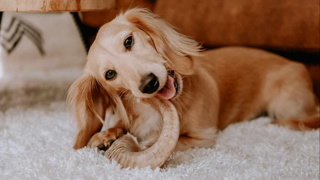 Gebitsverzorging-bij-een-hond