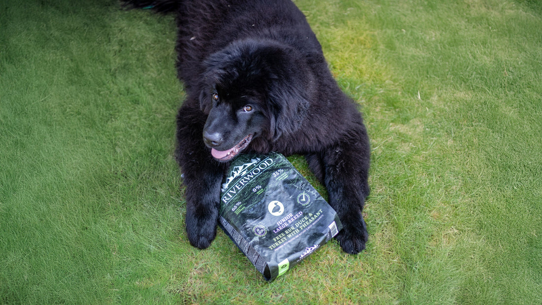Puppyvoer-voor-puppys