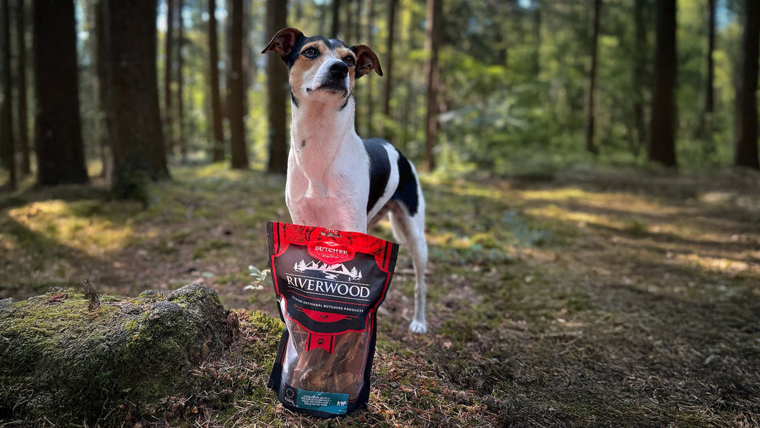 Help-mijn-hond-heeft-een-epileptische-aanval