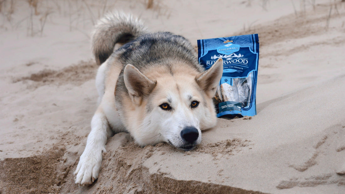 Help-mijn-hond-heeft-ondergewicht