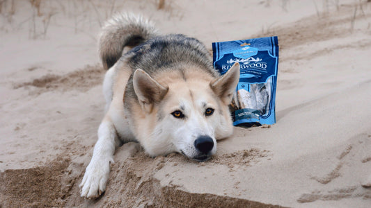 Help-mijn-hond-heeft-ondergewicht