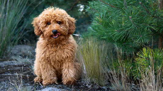 Help-mijn-hond-heeft-overgewicht