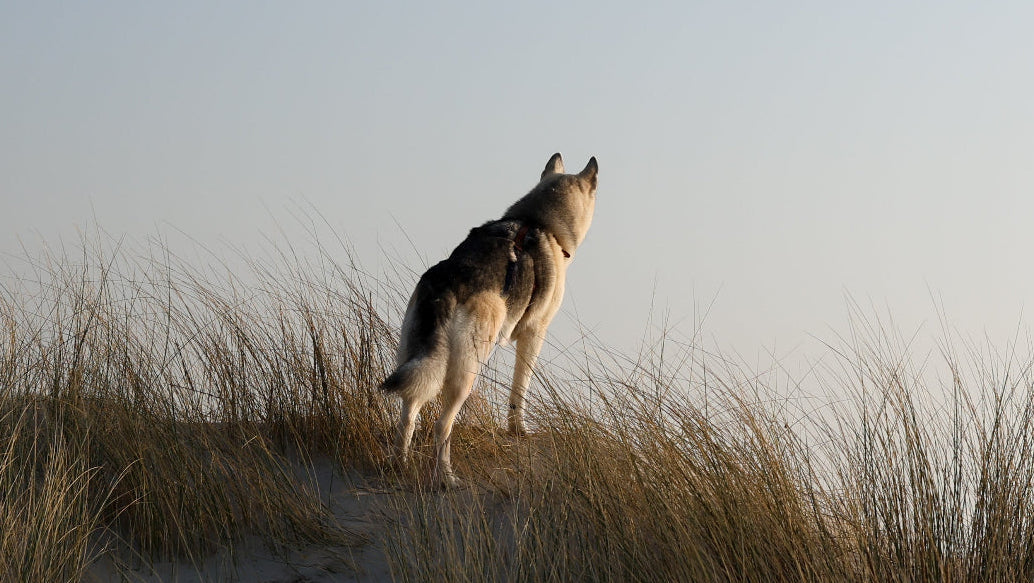 Het-vitamine_B-complex-voor-honden-en-katten