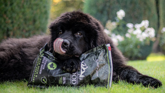 Het-zindelijk-maken-van-een-puppy