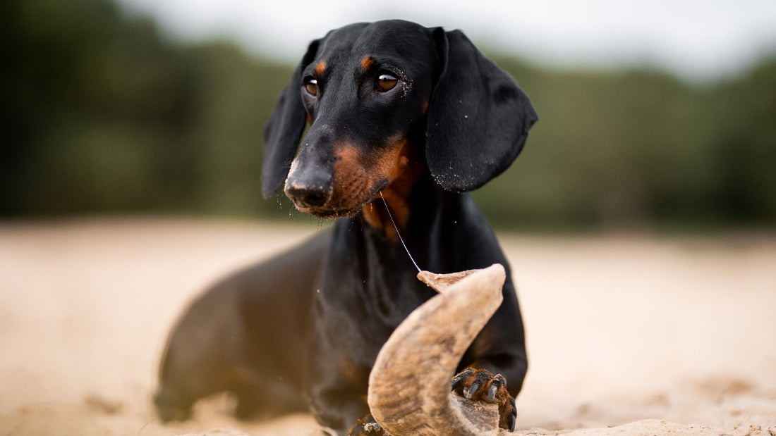 Hoe-herken-je-een-gezond-gewicht-bij-je-hond