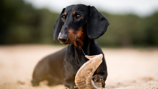 Hoe-herken-je-een-gezond-gewicht-bij-je-hond