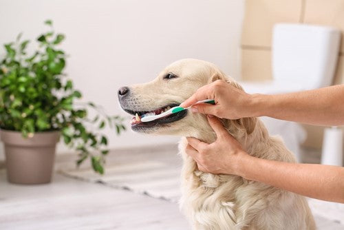 Hoe verzorg je het gebit van een hond?