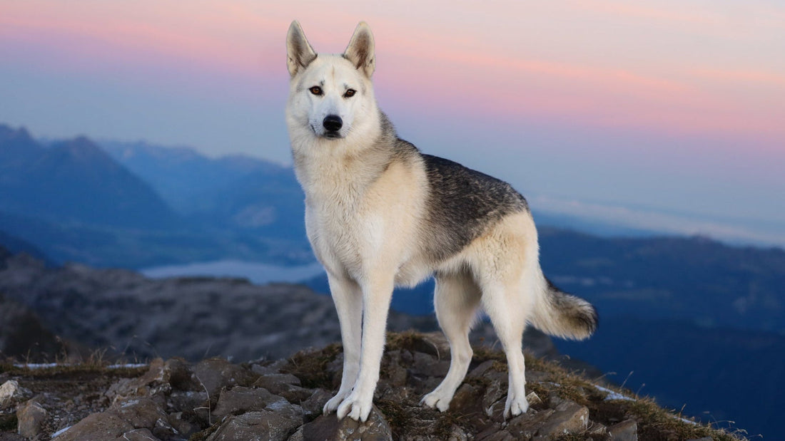 Huidschimmel bij honden