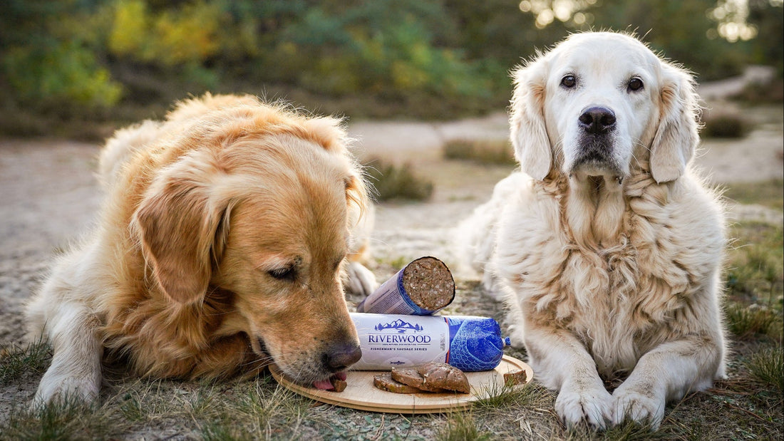 Is-mijn-hond-angstig
