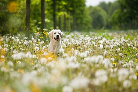 Kunnen honden last krijgen van hooikoorts?