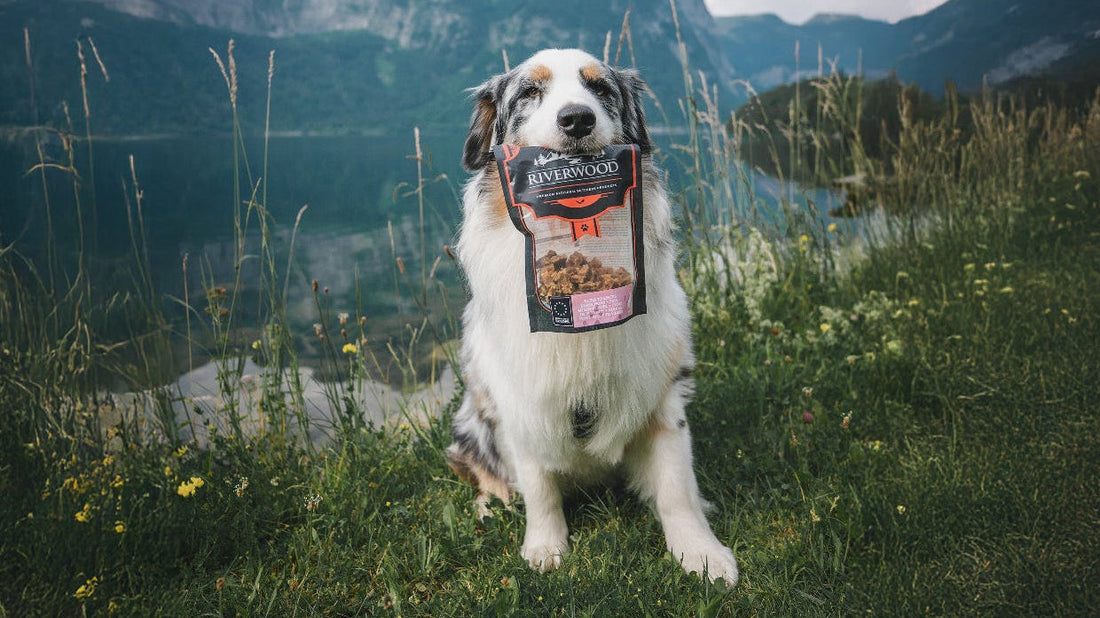 Maagkanteling-bij-honden