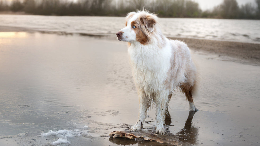 Mijn-hond-heeft-last-van-roos