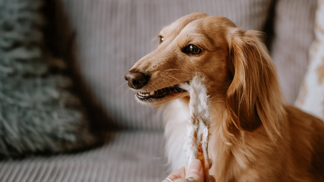 Mijn-hond-is-bang-voor-vuurwerk
