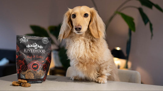 Neusuitvloeiing-bij-mijn-hond