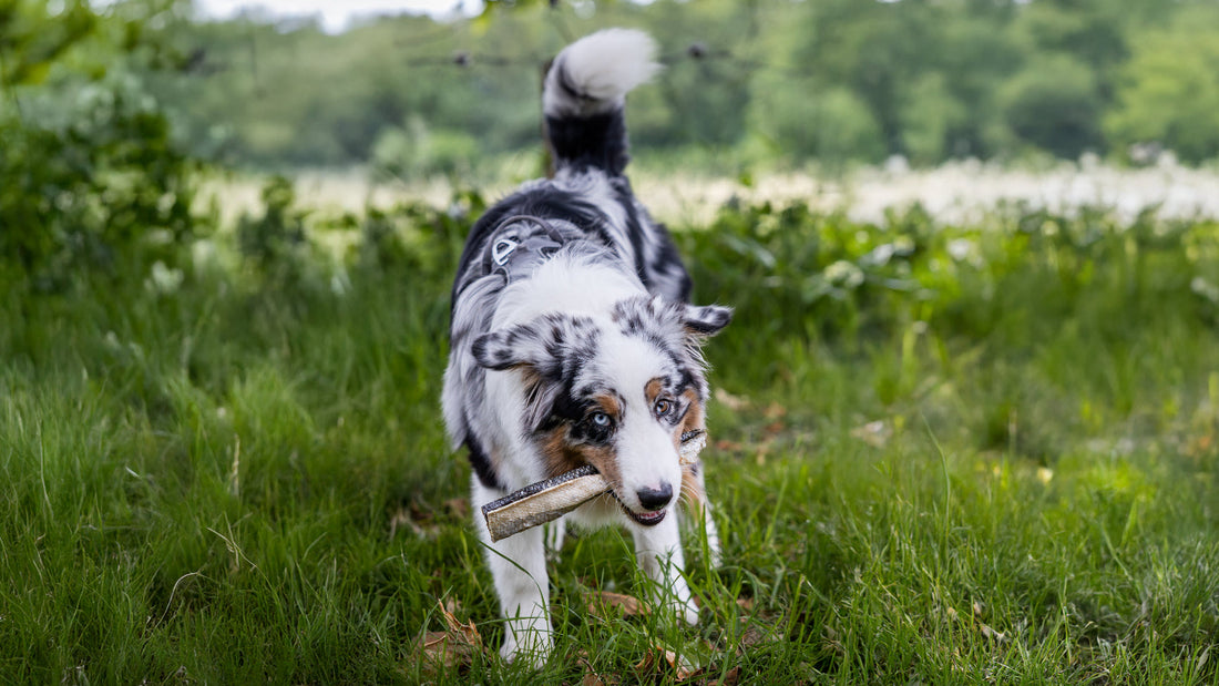 Ongewenst-gedrag-afleren-bij-honden