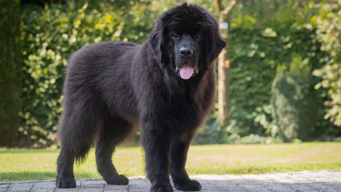 Osteochondrose-bij-honden