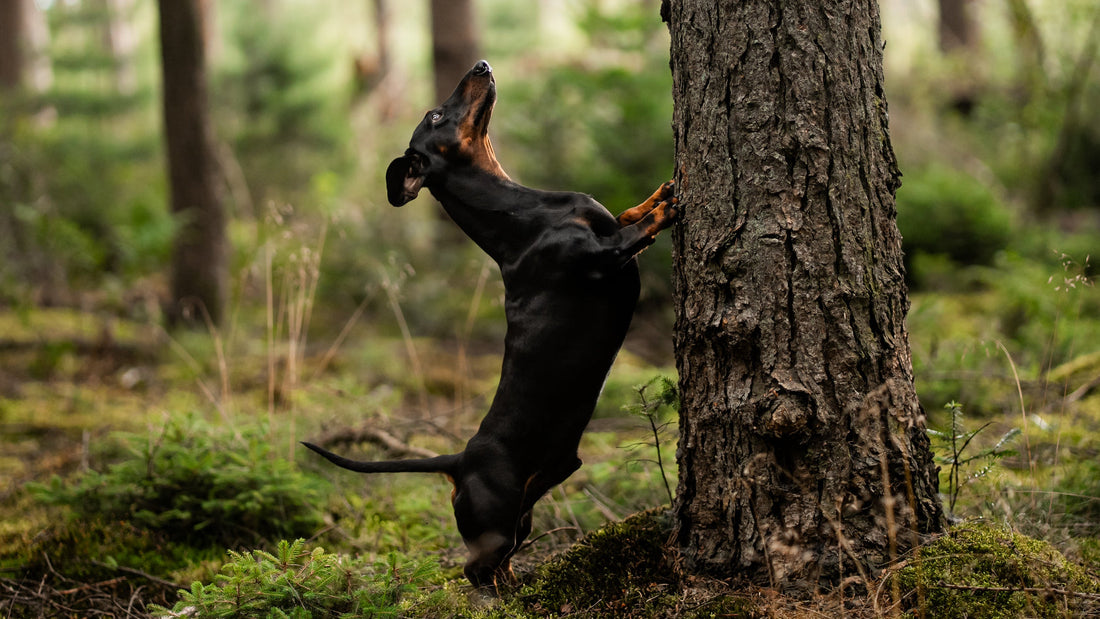 Overmatige-geslachtsdrift-bij-honden