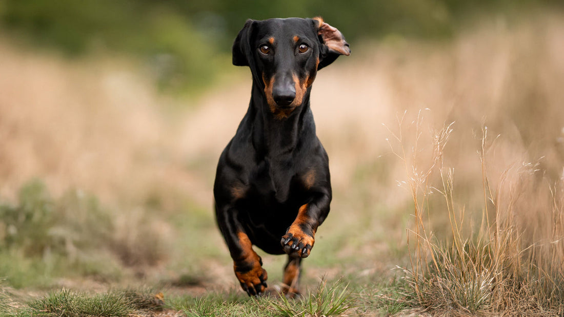 Oververhitting-bij-honden