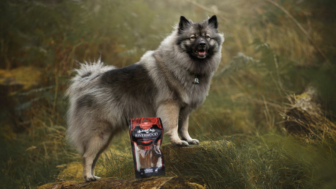 Slechte-vacht-bij-je-hond-wat-kun-je-eraan-doen