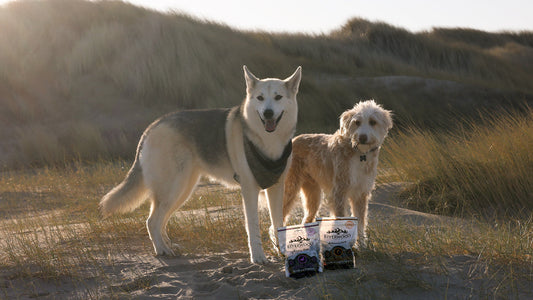 Spondylose-bij-honden