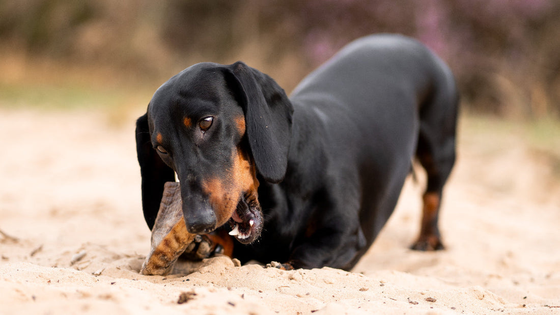 Stress-bij-honden