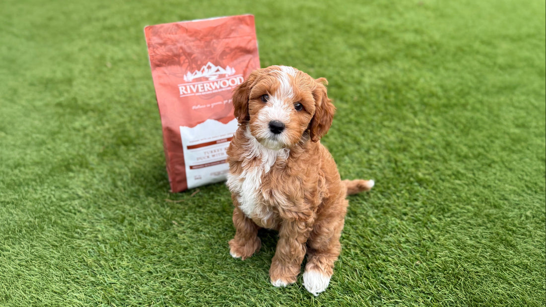 Tanden-wisselen-bij-puppy_s