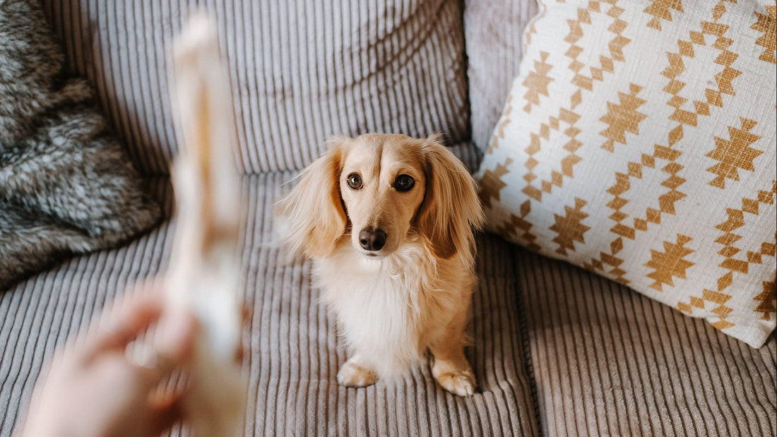 Verlatingsangst-bij-honden