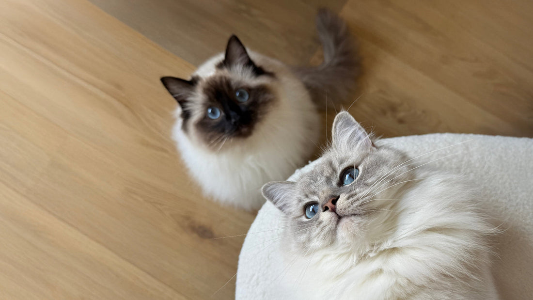 Voedselintolerantie-bij-katten-en-honden