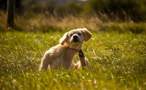 Waarom krabt mijn hond? De meest voorkomende oorzaken van huid- en vachtproblemen op een rij
