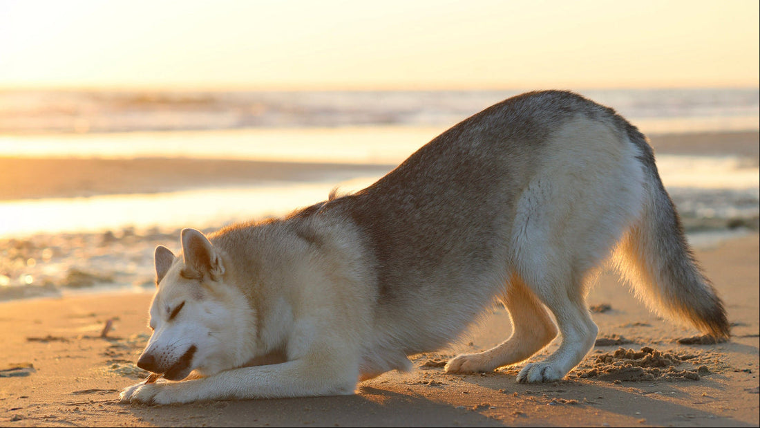 Wat-is-schijndracht-bij-honden