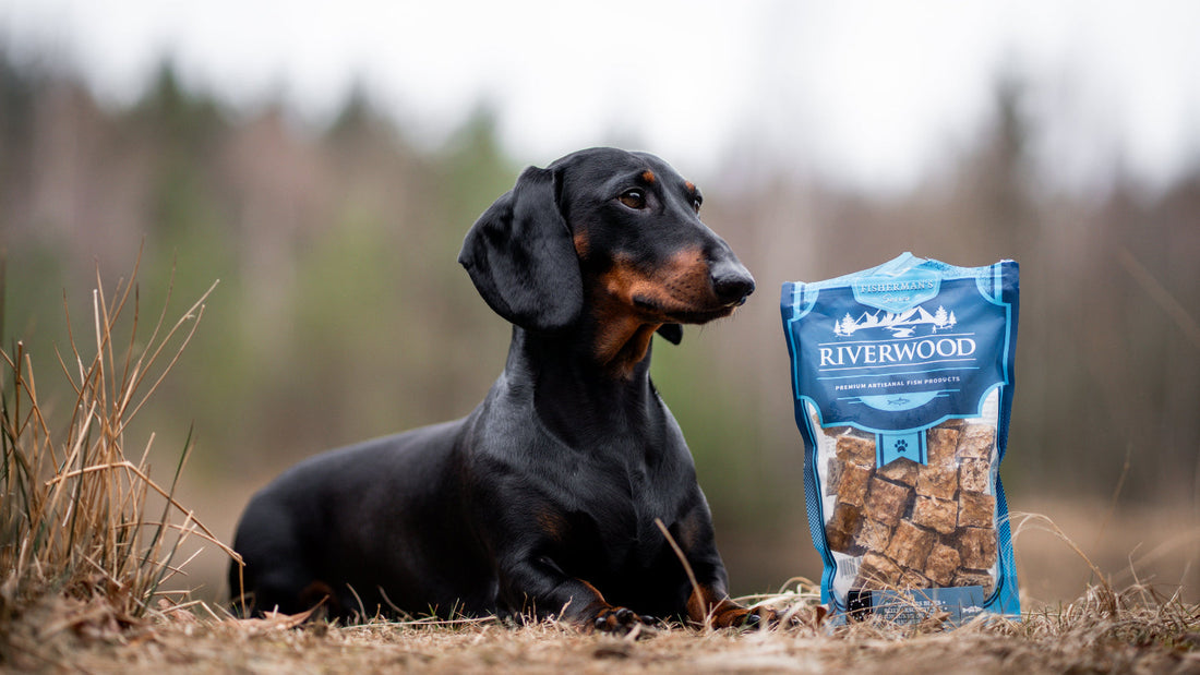 Wat-zijn-de-oorzaken-voor-jeuk-bij-honden