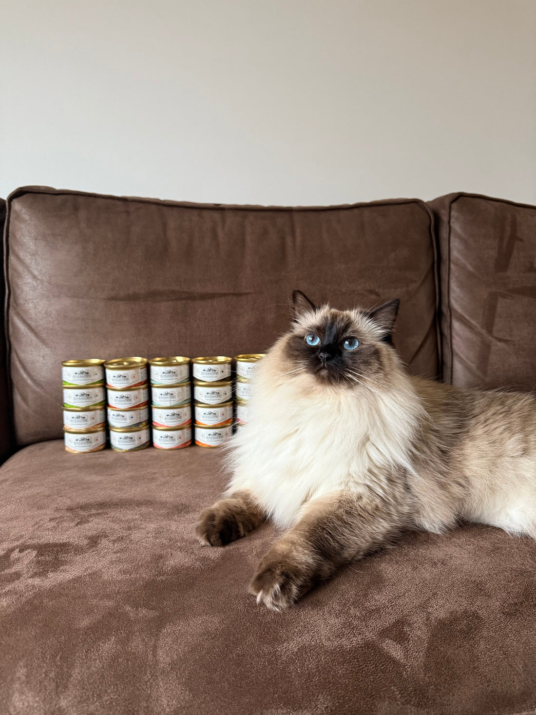 Welk-voer-moet-ik-kiezen-voor-mijn-hond-of-kat