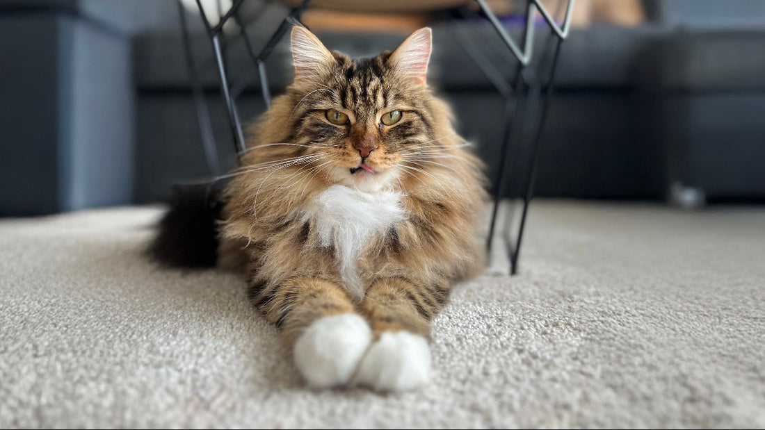 Wondverzorging-bij-katten-en-honden