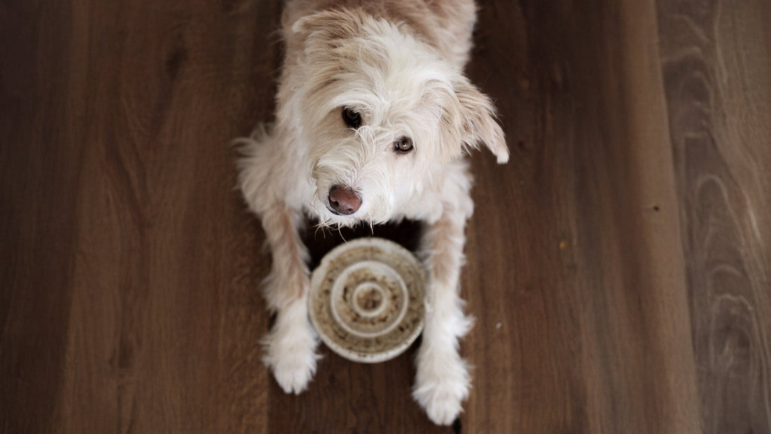 Zink-voor-honden-1