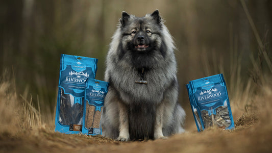 Zo-weet-je-of-je-hond-last-heeft-van-vachtmijt-1
