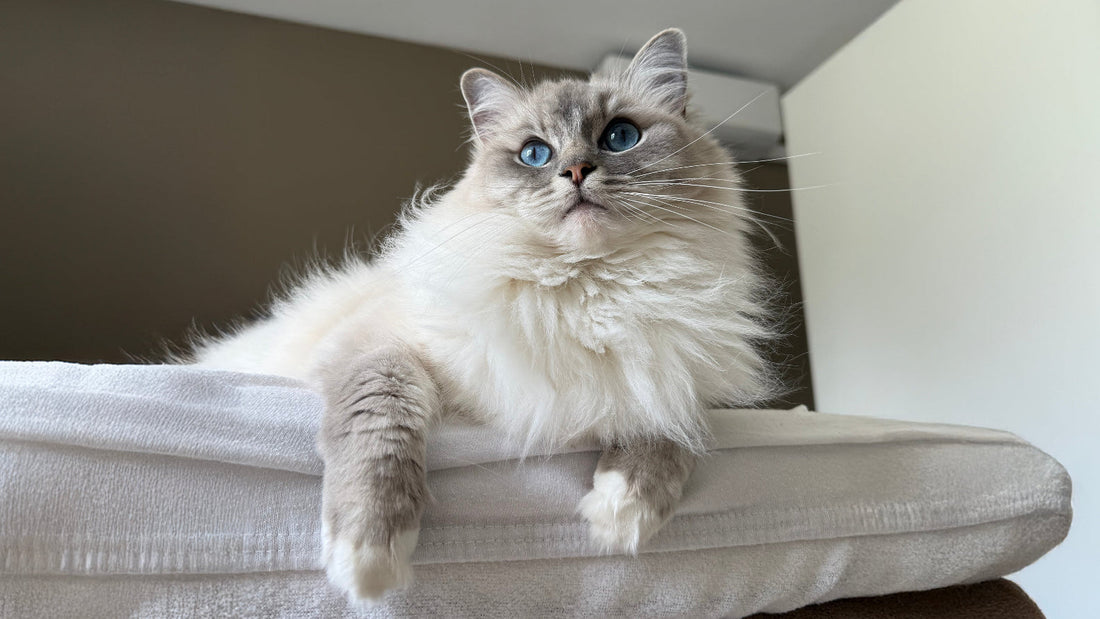 Zout-in-katten-en-hondenvoer