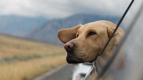 Met jouw hond op vakantie, waar let je op?